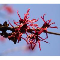 2100_1010016 Hamamelis - Zaubernuss, roter Fruehblueher | Fruehlingsfotos aus der Hansestadt Hamburg; Vol. 2